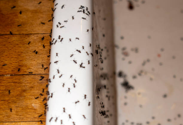 Best Pest Removal Services  in Gentry, AR